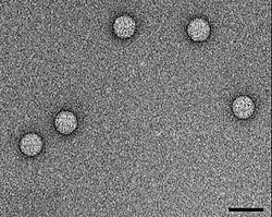 TEM micrograph of Enterovirus 71 virions. Scale bar, 50 nm.