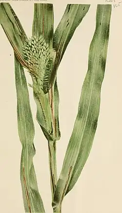 Proso millet with bacterial stripe disease