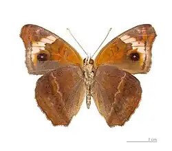 J. g. genoveva underside - MHNT