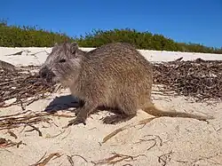 Desmarest's hutia in its natural habitat.