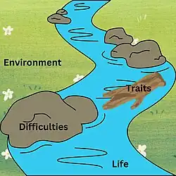Cartoon river with the river banks reading "environment", rocks reading "difficulties", a piece of driftwood reading "traits", and the river reading "life"