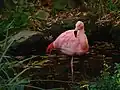 One of the pink flamingos that live in the gardens