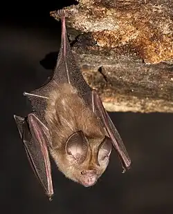 Brown bat