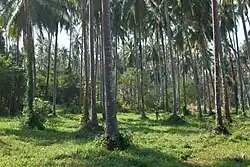 Ko Mak, coconut palm plantation