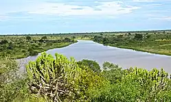 A view of a river in midsummer in the Kruger National Park. It features a river surrounded by lush, green vegetation.