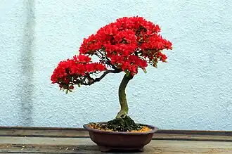 Kurume azalea bonsai.