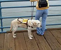 "A labrador retriever in service as a guide dog"