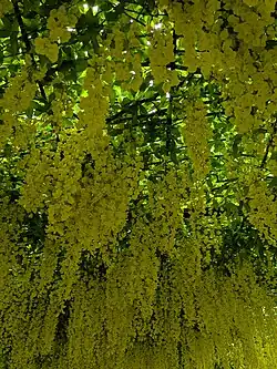 Laburnum arch at Bodnant Garden in bloom with yellow blossoms