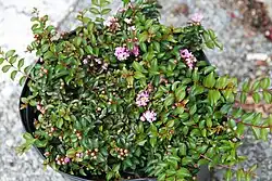 'Chickasaw' dwarf cultivar in a pot