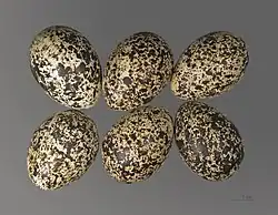 L. muta eggs