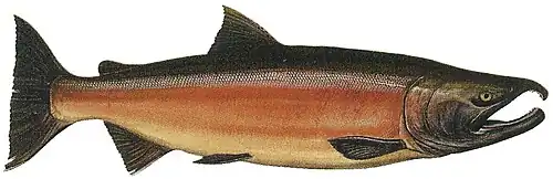Male freshwater phase coho
