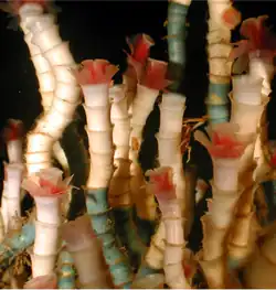 The cold seep tube worm Lamellibrachia can live over 250 years