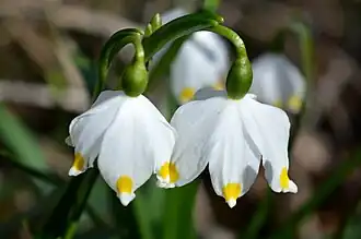 Leucojum vernum var. carpathicum, with yellow tepal marks rather than green