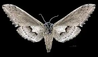 Female Langia zenzeroides formosana, underside