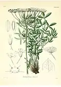 Botanical Illustration (1867)