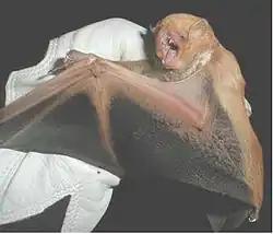 The image depicts a captured desert red bat