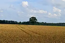 Fields of former Lasongalis village