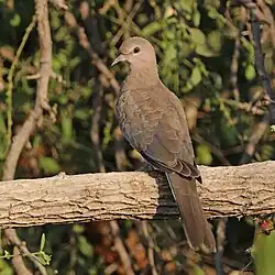 S. s cambayensis in Rajasthan, India