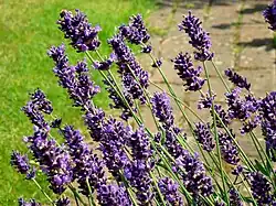 Lavender - Lavendula angustifolia 'Hidcote'
