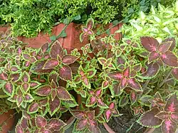 Cultivars in Monsoon, West Bengal, India