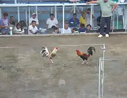 Confronting gamefowls for "sabong" (fighting)