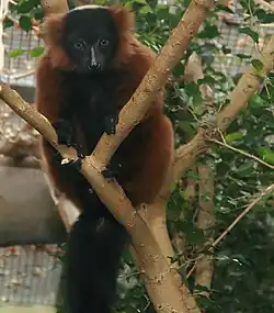 Red ruffed lemur (Varecia rubra)