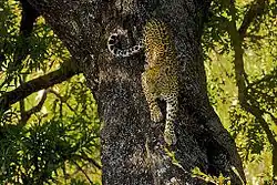 Leopard climbing down the trunk of a tree