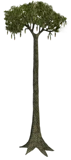 Reconstruction of Lepidodendron