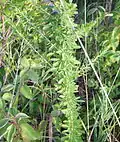 Lespedeza sericea plant up close. Shows the leaf pattern. Taken in September before the blooms started.