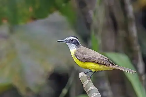 Lesser kiskadee (Philohydor lictor lictor) Rio Napo.jpg