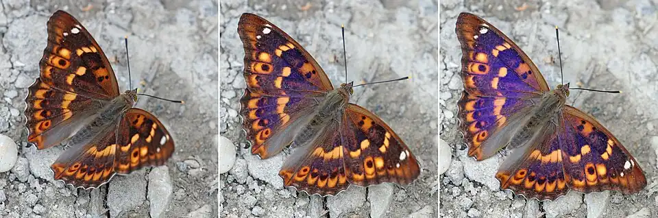 Composite A. i. ilia f. clytie, Hungary