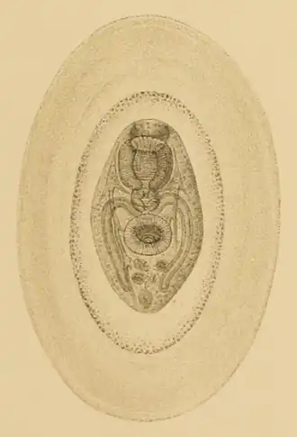 Mature metacercaria ready to be transferred to the bird host; note the thick coat.