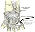 Ligaments of wrist. Anterior view. (Pisometacarpal labeled at right, second from bottom.)