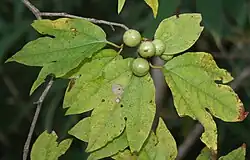 fruit