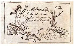 The mythological Andromeda and the plant he named for her.
