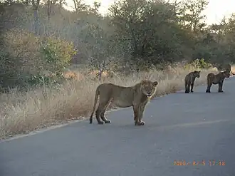 A group of lionesses on an early evening prowl on the H1-2 road just east of Skukuza