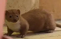 Brown and white mustelid