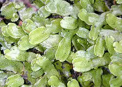 Conocephalum conicum, a large thallose liverwort.