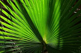 Fan leaf, Burning Palms, New South Wales
