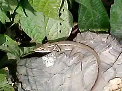 A Garden Lizard in Gazipur District, Bangladesh.