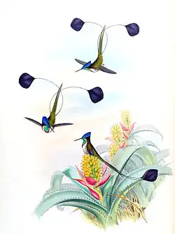 Loddigesia mirabilis