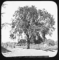 Early slide of an Exeter Elm in the Netherlands