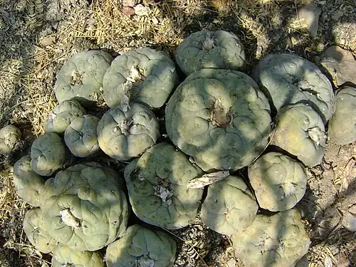 Cluster of plants growing in Pena Blanca, Queretaro