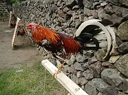 A Philippine "lasak", or off-color fighting cock in teepee, gamecocks cord