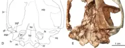 Photo of part of a brownish animal skull with a line drawing of it on its left