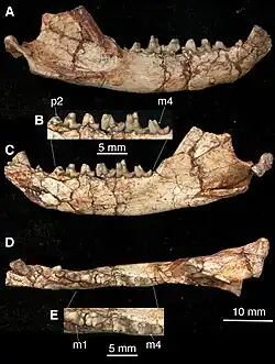 Photos of an animal jaw against a black background