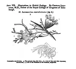 Illustration of "Craterolophus convolvulus", formerly called "Lucernaria convulvus"