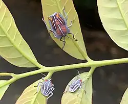 1st instar and older nymph