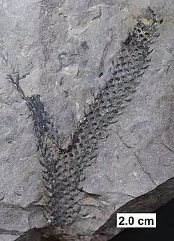 Lycopod axis (branch) from the Middle Devonian of Wisconsin.