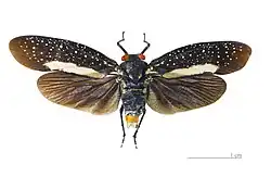 Poiocerinae: Lystra lanata